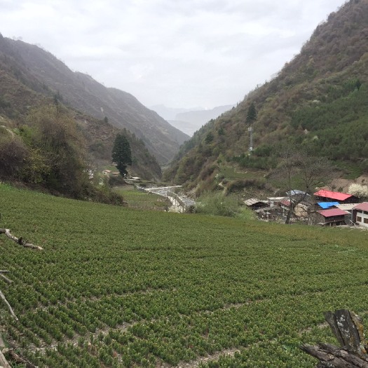 长沙青海云杉 