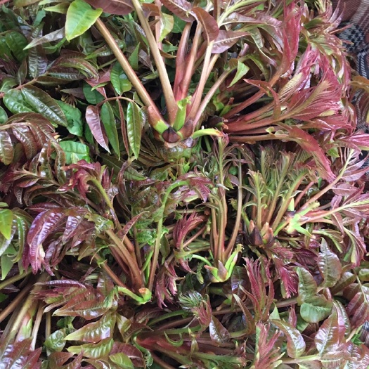 昆明 云南红油香椿 山地种植 味香 生态确保百分比