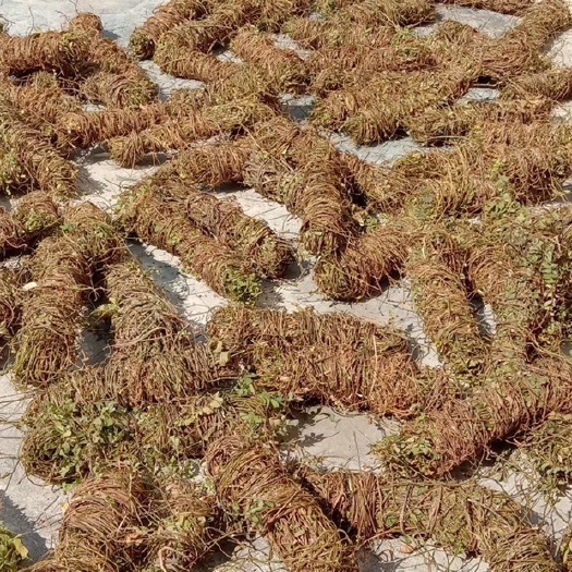 郁南县  鸡骨草 数量不多需要下单