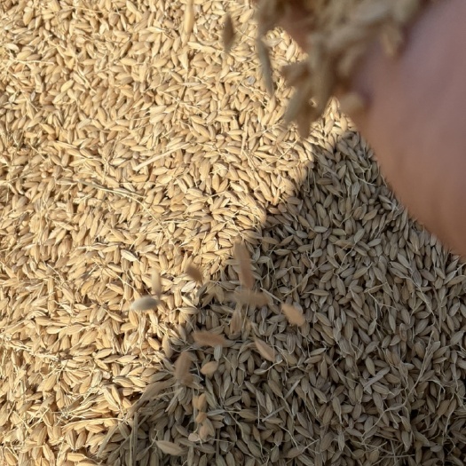 粳稻谷  小站稻津原U99