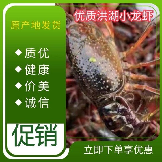 洪湖市小龙虾  大红