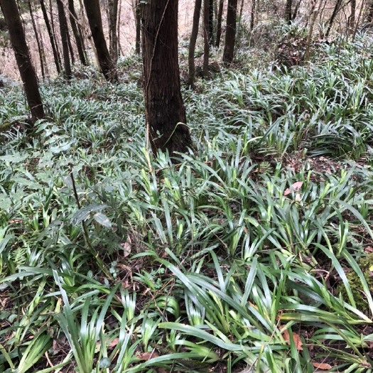 达州 扁竹根、绿化园林专用，易成活