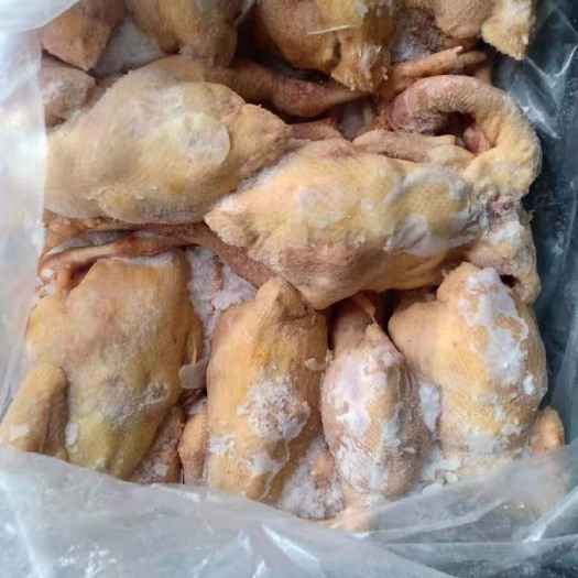 诸城市白条鸡  库存三黄鸡