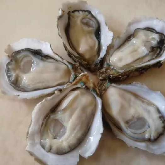 佛山三倍体生蚝  主要供应湛江蚝，台山蚝，乳山蚝