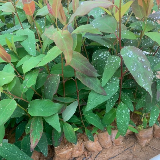 揭阳 3229桉树苗
