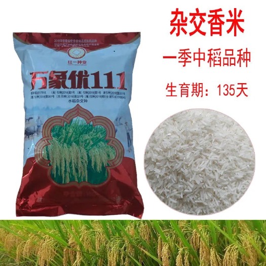 常德万象优111水稻种子  长粒香米水稻种子 高产 杂交优质香米