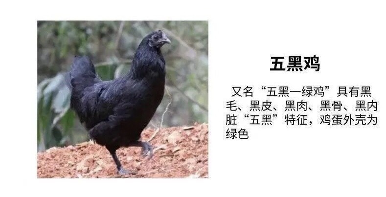 南宁五黑鸡苗  五黑绿壳蛋鸡苗  包疫苗