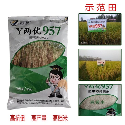 常德优质水稻种子 Y两优957 优质水稻种杂交稻种