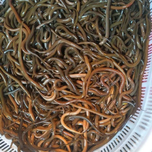 杭州缅甸黄鳝产地直发欢迎大家合作