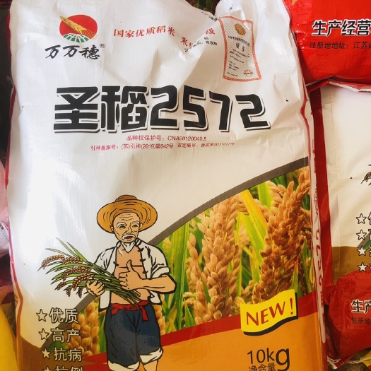东海县圣稻2572高产优质水稻种子高产抗倒伏抗病稳产粒子鼓大