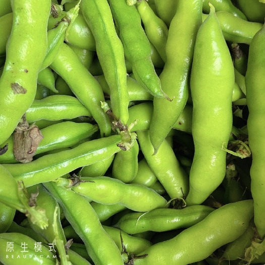 弥渡县新鲜蚕豆  2022云南大理青蚕豆货源地直供代办