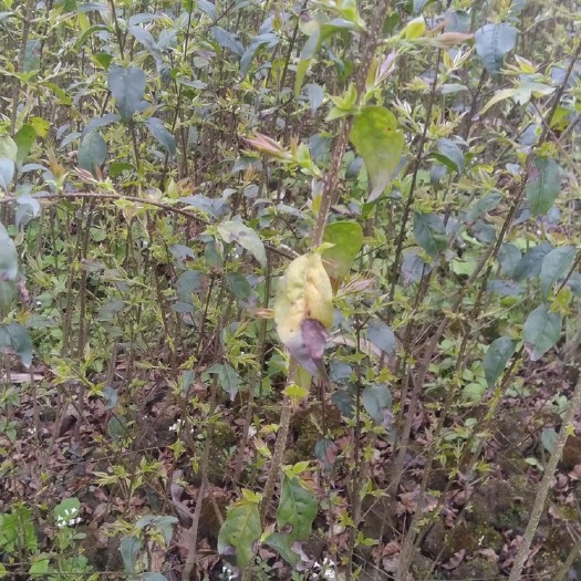雅安大叶种茶树苗  苦丁茶苗批发
