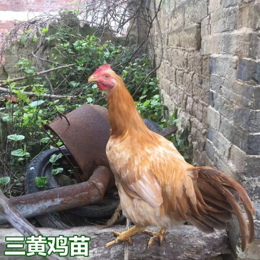 南宁小三黄鸡苗 中三黄 大三黄 包打疫苗 厂家直销 量大从优