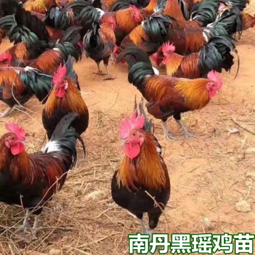 南宁瑶鸡苗  品质优越 包打疫苗 量大从优 技术指导