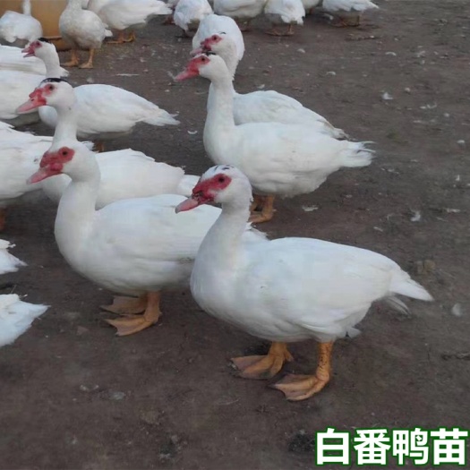 南宁白番鸭苗 白西洋鸭苗 包打疫苗 量大从优 技术指导