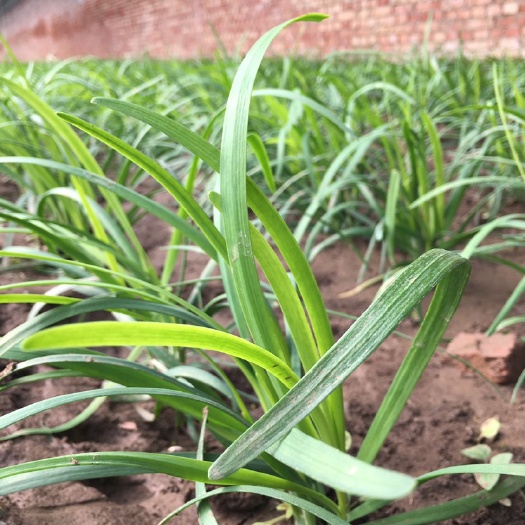 小叶韭菜  盟菌微生物 香甜韭菜上市
