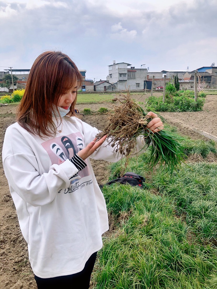 四川麦冬【麦冬】出新货啦！产地货源、少去中间商，真正物美价廉