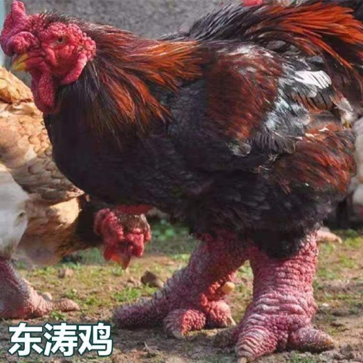 南宁越南大脚东涛鸡苗 包打疫苗 技术指导 包运输成活
