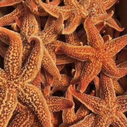 鲜活海星海鲜即食海星海星鲜活五角星海五星满籽食用