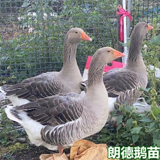 南宁朗德鹅苗 品质优越 包打疫苗 技术指导 量大从优