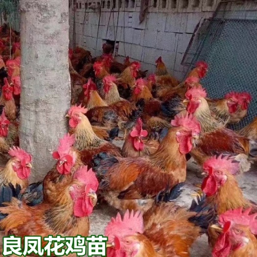 南宁良凤花鸡苗 包打疫苗 技术指导 量大从优