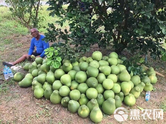 【产地做货】泰国红宝石土豪柚子 网红爆款