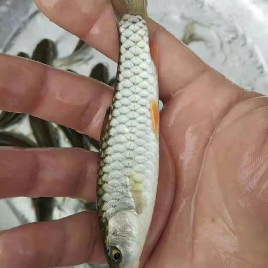 军鱼苗，光鱼苗，倒刺鲃