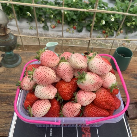 新泰市白雪草莓  十里飘香大草莓 粉色桃熏 白雪公主 有机草莓