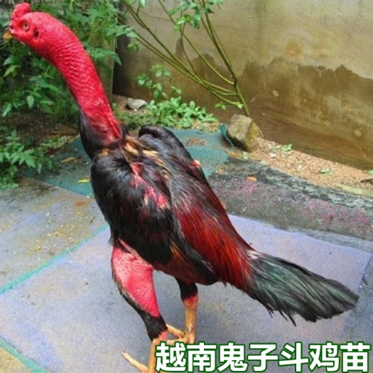 南宁纯种越南鬼子斗鸡苗  包打疫苗 技术指导 包运输成活