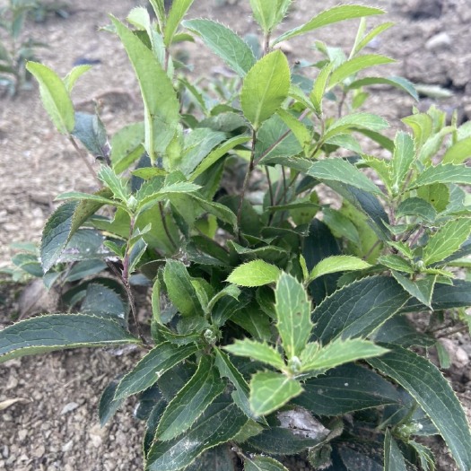 铁岭县苍术种苗 朱砂点北苍术 当年苗、二年苗，承德品种朱砂点球形北苍术价格可