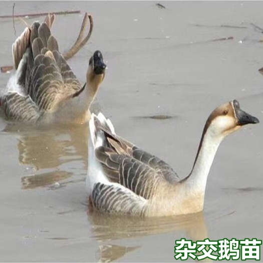 南宁杂交鹅苗 八桂肉鹅苗 小品种鹅苗 包打疫苗 技术指导