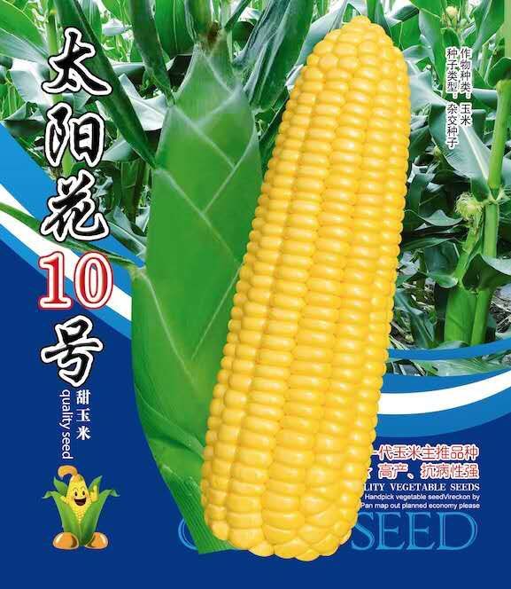 闽侯县甜玉米种子  【主推】太阳花10号 泰国出产 水果型超甜玉米