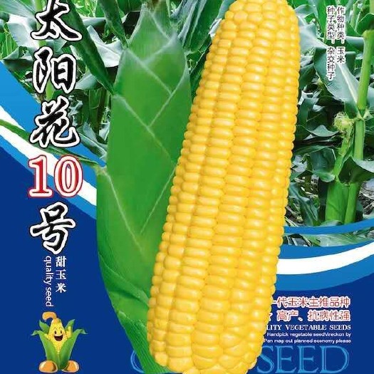 闽侯县甜玉米种子  【主推】太阳花10号 泰国出产 水果型超甜玉米