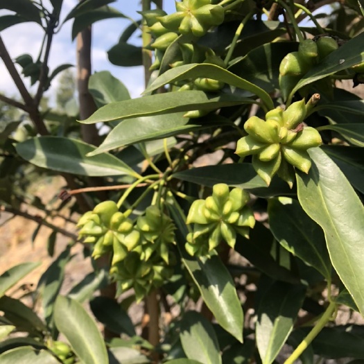 长沙 正宗大红八角嫁接苗