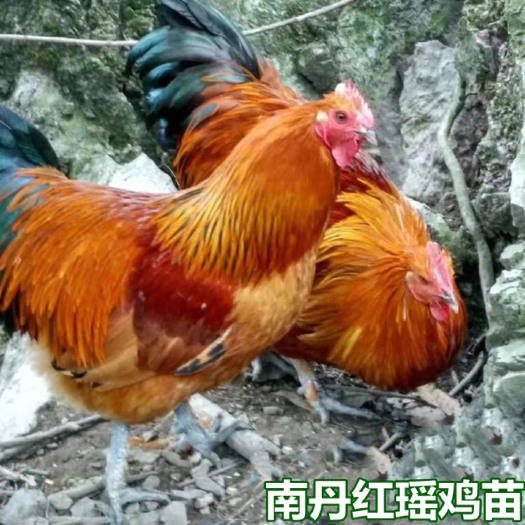 南宁瑶鸡苗  南丹  包打疫苗 量大从优 包运输成活