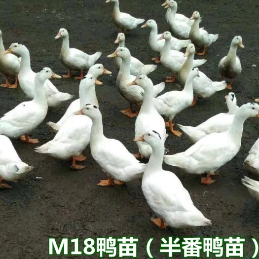 南宁肉鸭苗  M18鸭苗 一点黑鸭苗 白半番鸭苗 木鸭苗 骡鸭苗