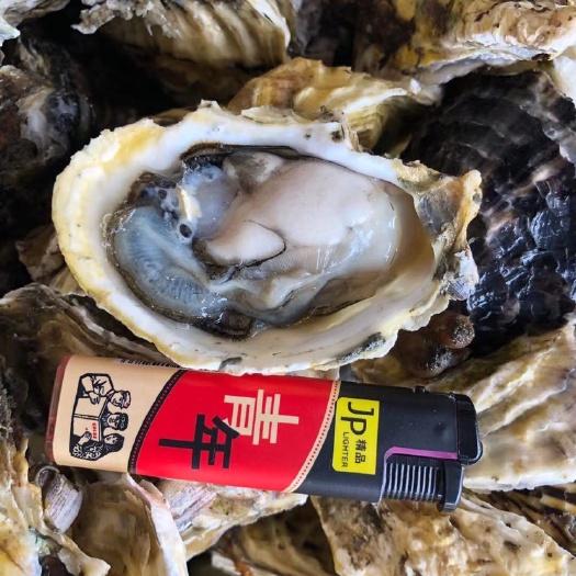 饶平县珍珠蚝  牡蛎 生蚝 饶平井州