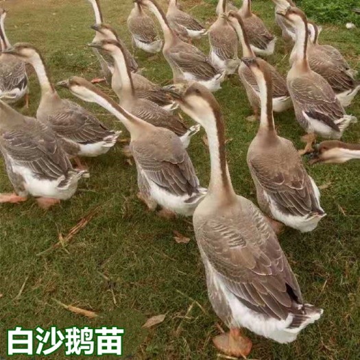 南宁大白沙鹅苗  白沙鹅苗 快大型鹅种 包打疫苗 量大从优 技术