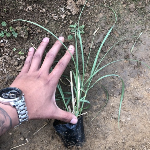青州市狼尾草 东方lang尾草 大布尼lang尾草