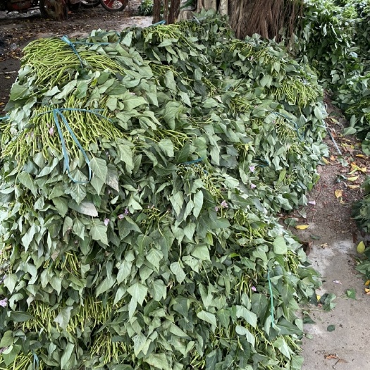 湛江紫罗兰，桂京，008.一点红，花叶紫薯各个品种都齐全！