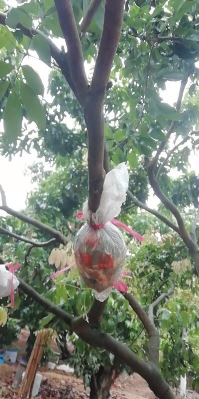 仙进奉荔枝  仙进奉靓高压苗[捂脸]
仙进奉是优良品种 丰产 稳产 少裂果