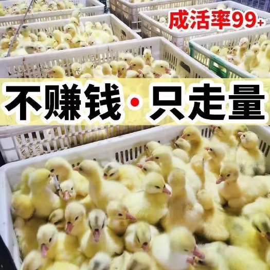 丰县大三花鹅苗 特大鹅苗 疫苗齐全 抗病能力强厂家直销 路损包赔