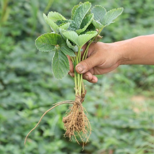 青州市四季草莓苗  草莓苗南北方当年结果树苗奶油桃熏草莓种苗秧盆栽阳台种植送