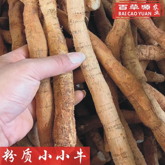 牛大力薯小小牛新鲜货 批发生鲜全粉质小小薯 长期供应大力薯
