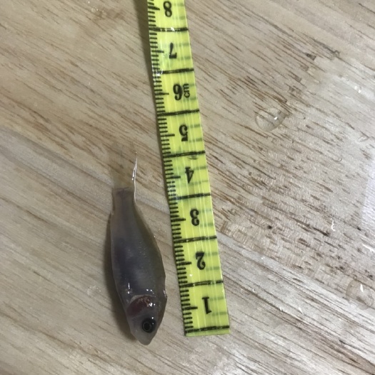 南宁 禾花鲤鱼苗，产量高，生长快，抗病毒强。