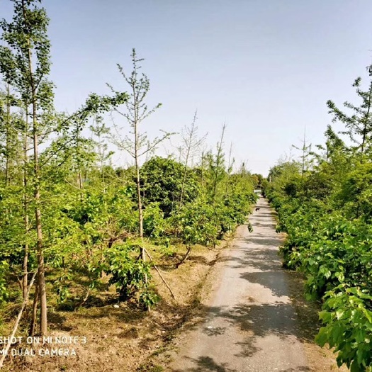 大邑县 果园/苗圃出售