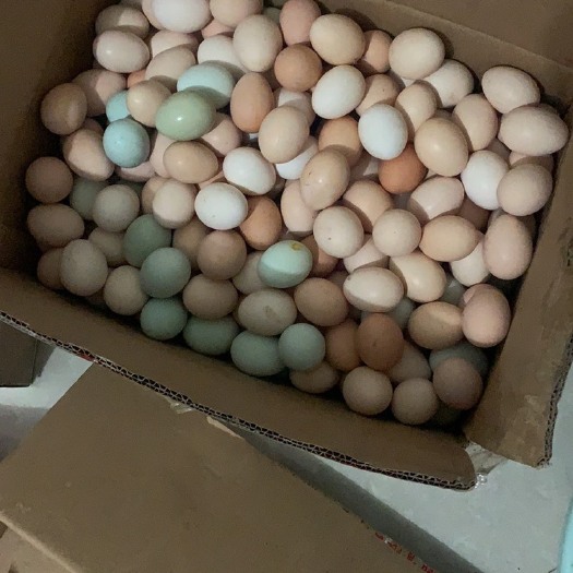 宜阳县土鹅蛋  自家新鲜鸡鸭鹅蛋