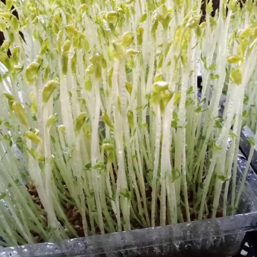 寿光市 纯水培豌豆苗