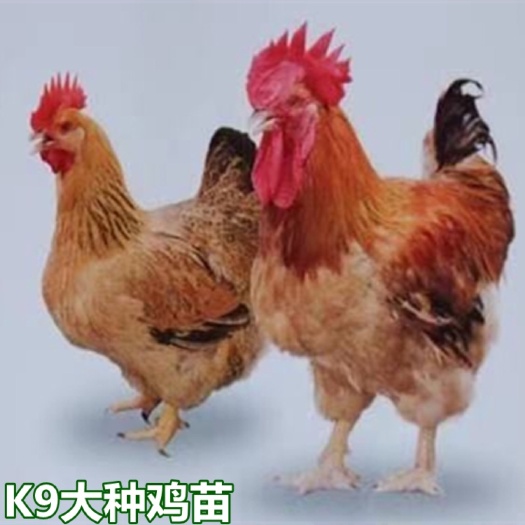 南宁K9鸡苗 882肉鸡苗 量大从优 包打疫苗 技术指导