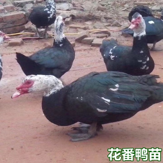 南宁西洋鸭苗  花番鸭苗  雁鸭苗火鸭苗红面鸭苗 包打疫苗 技术